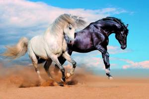 Раскраска лошадей красивые #18 #374613
