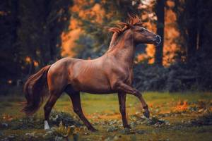 Раскраска лошадей красивые #23 #374618