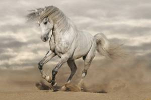 Раскраска лошадей красивые #27 #374622