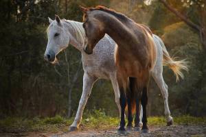 Раскраска лошадей красивые #31 #374626
