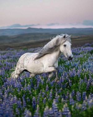 Раскраска лошадей красивые #37 #374632