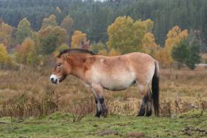 Раскраска лошадь пржевальского #2 #375081