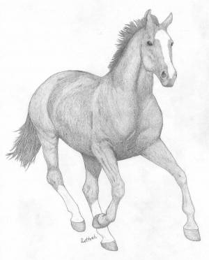 Раскраска лошадь рисунок #2 #375120