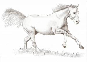 Раскраска лошадь рисунок #4 #375122
