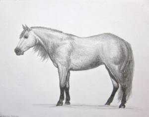 Раскраска лошадь рисунок #14 #375132