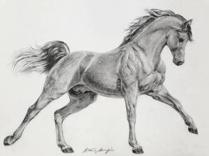Раскраска лошадь рисунок #15 #375133