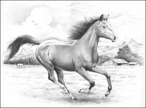 Раскраска лошадь рисунок #24 #375142
