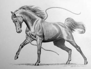 Раскраска лошадь рисунок #27 #375145
