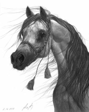 Раскраска лошадь рисунок #30 #375148