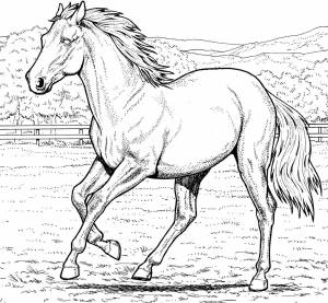 Раскраска лошадь рисунок #32 #375150