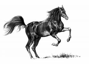 Раскраска лошадь рисунок #35 #375153