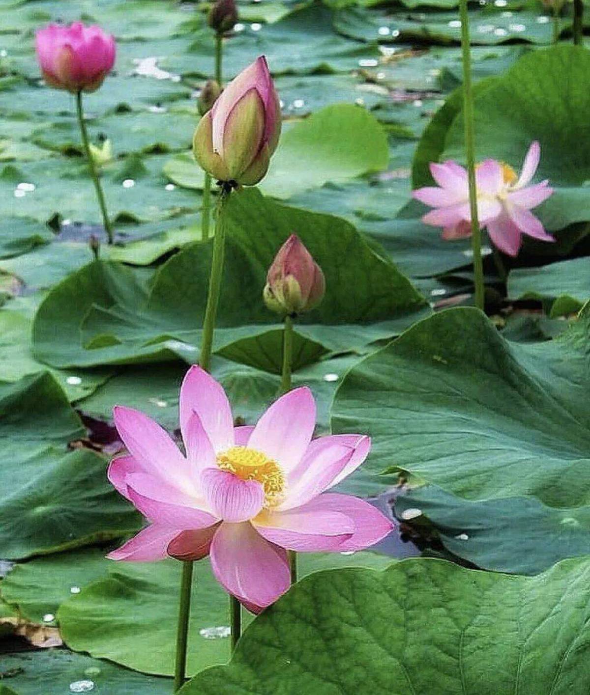 Фото краснокнижных растений. Лотос орехоносный. Лотос орехоносный Nelumbo nucifera. Лотос орехоносный красная. Ло́тос орехоно́сный (лат. Nelumbo nucifera).