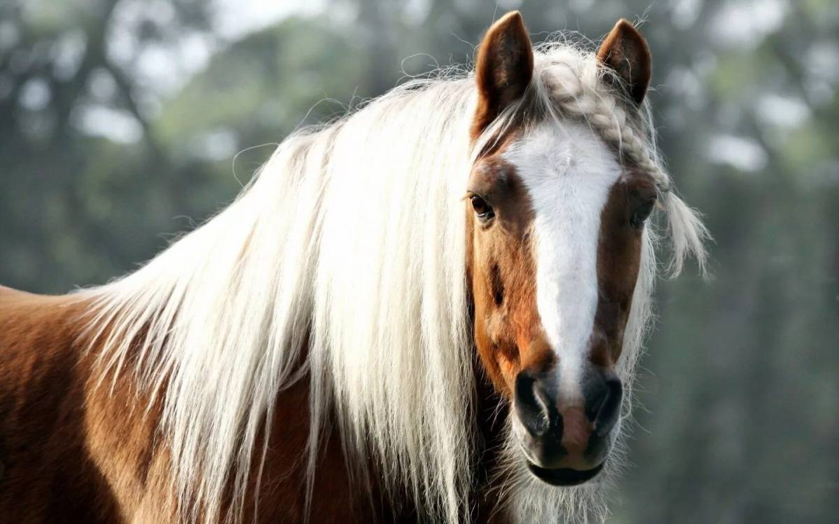 Лошадей красивые #2