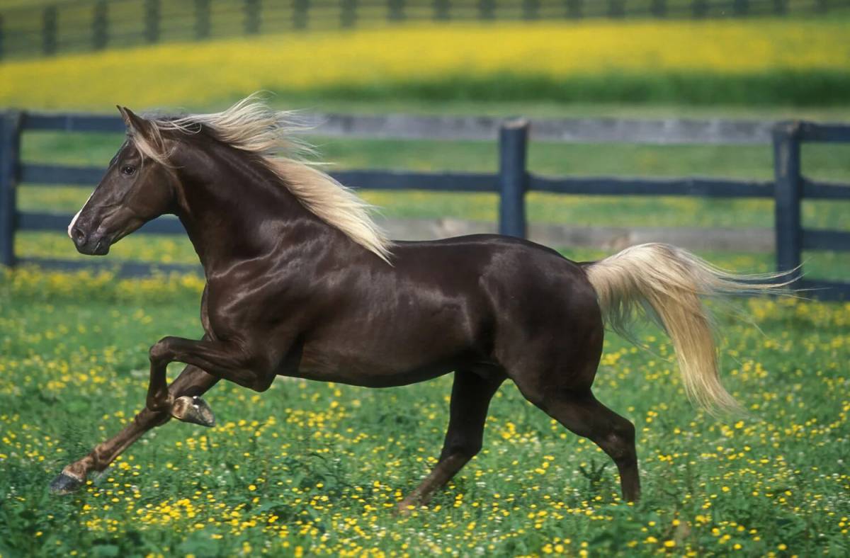 Лошадей красивые #3