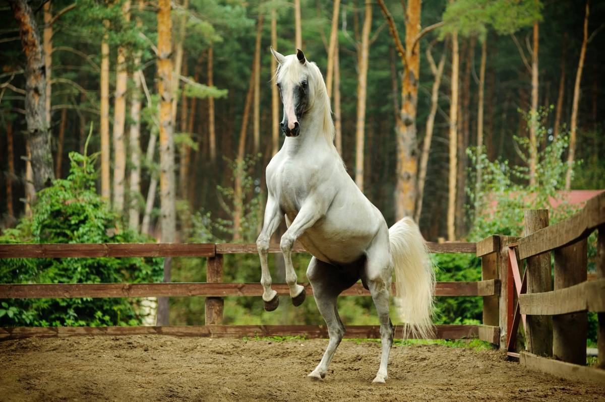 Лошадей красивые #4