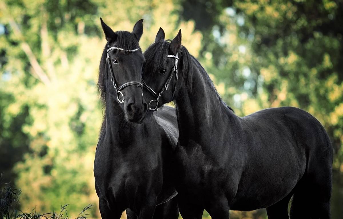 Лошадей красивые #5