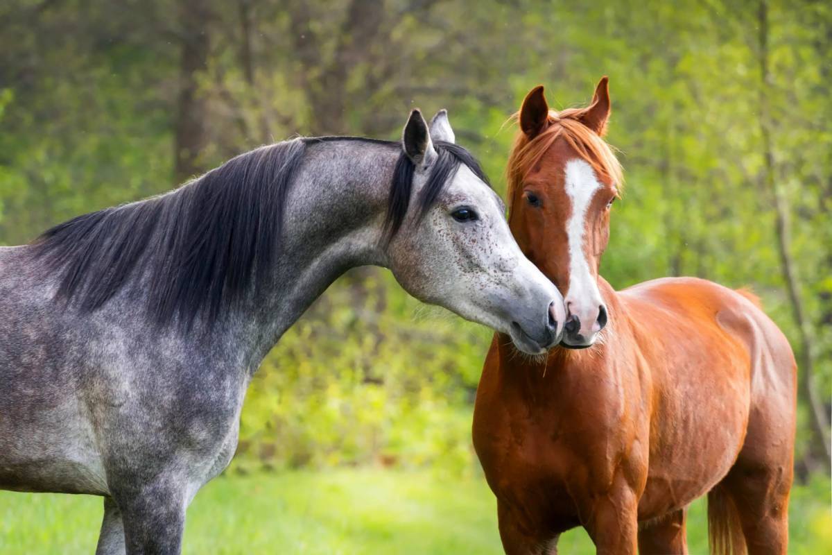 Лошадей красивые #6