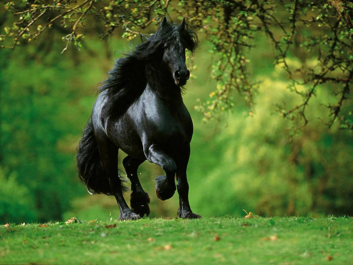 Лошадей красивые #7