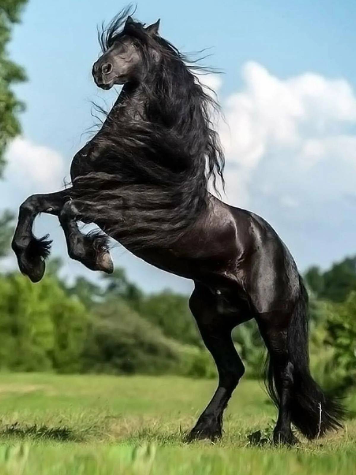 Лошадей красивые #12