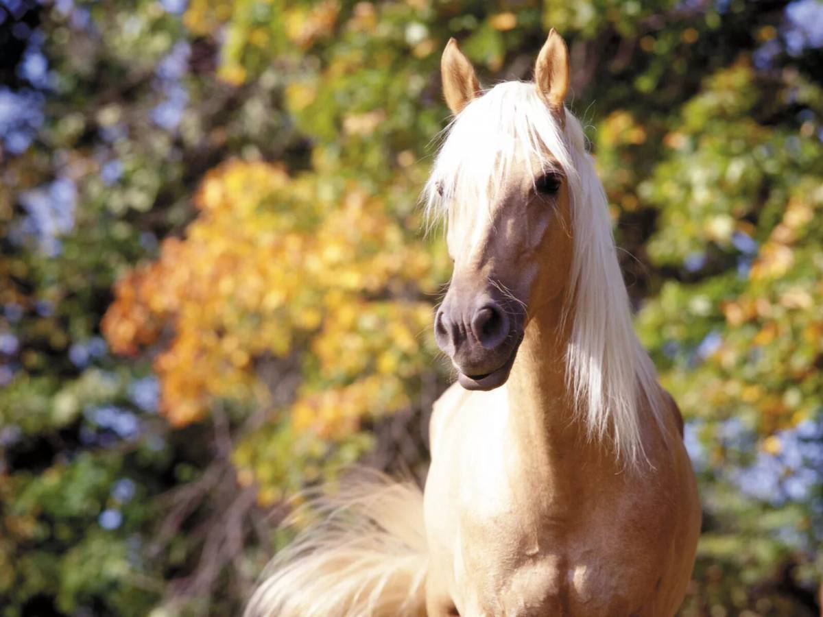 Лошадей красивые #14