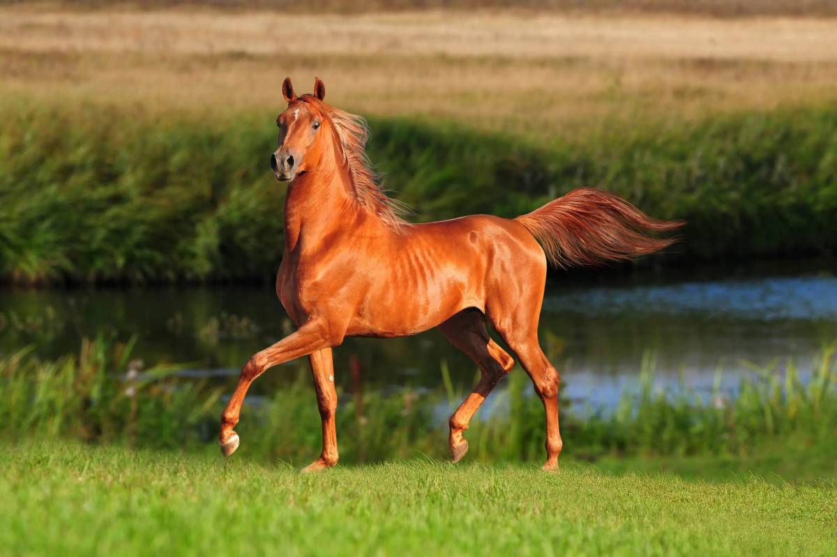 Лошадей красивые #15