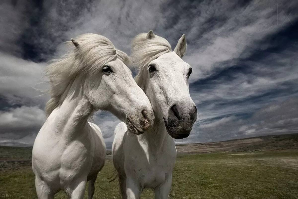 Лошадей красивые #20