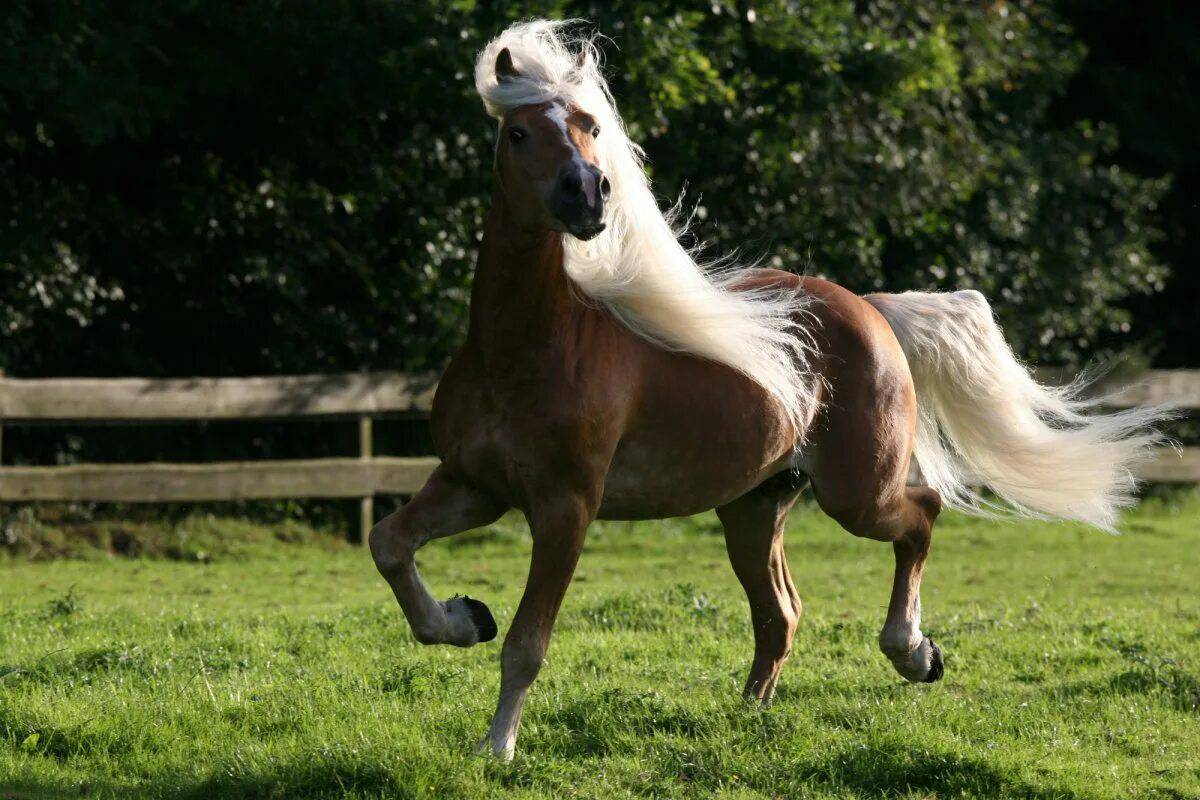 Лошадей красивые #24
