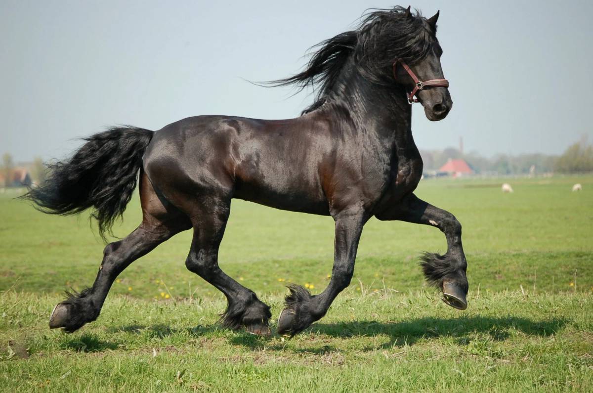 картинки лошадей красивые