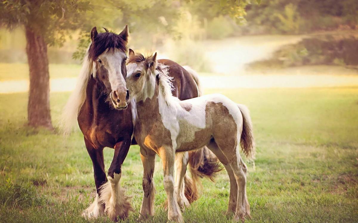 Лошадей красивые #35