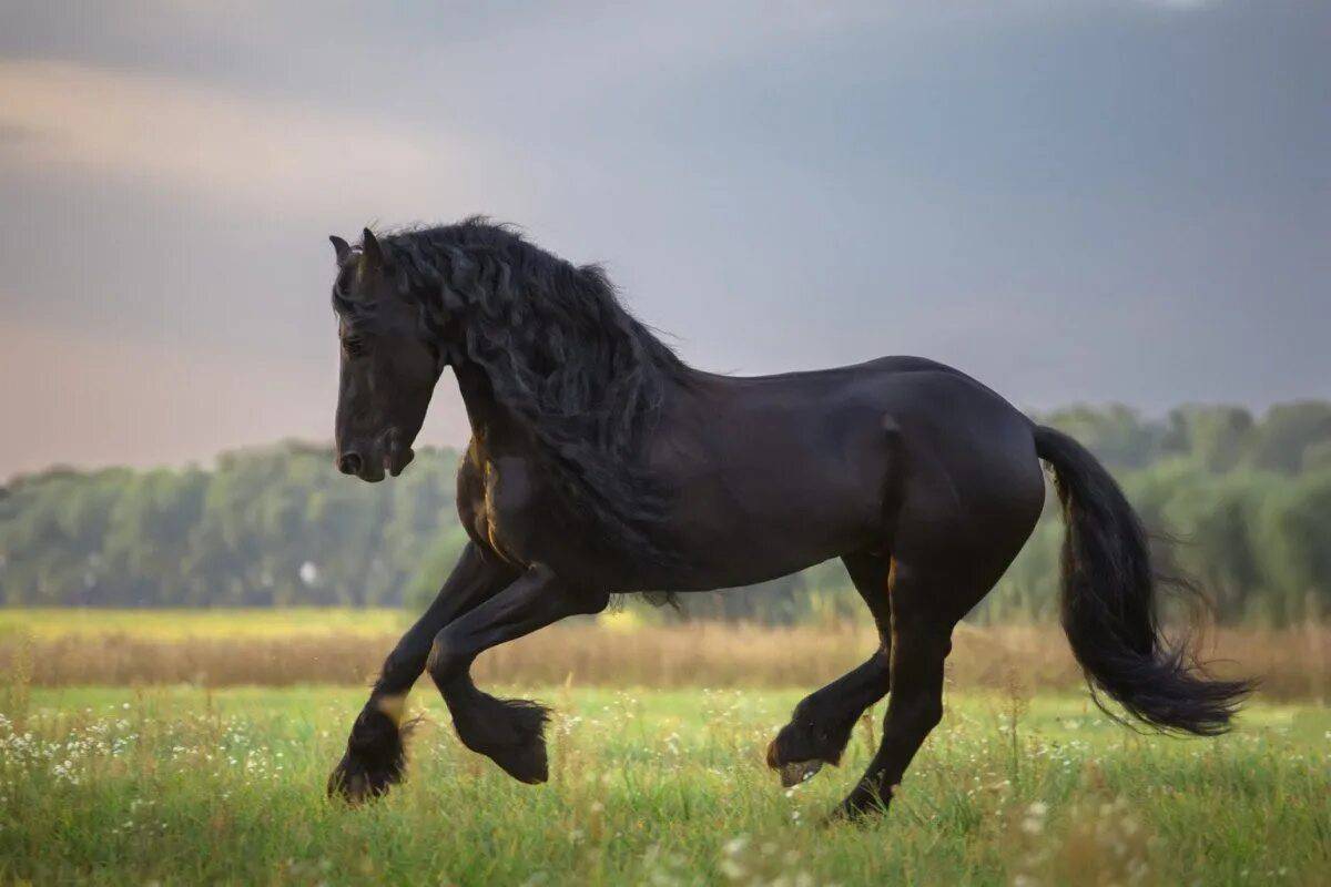 Лошадей красивые #36