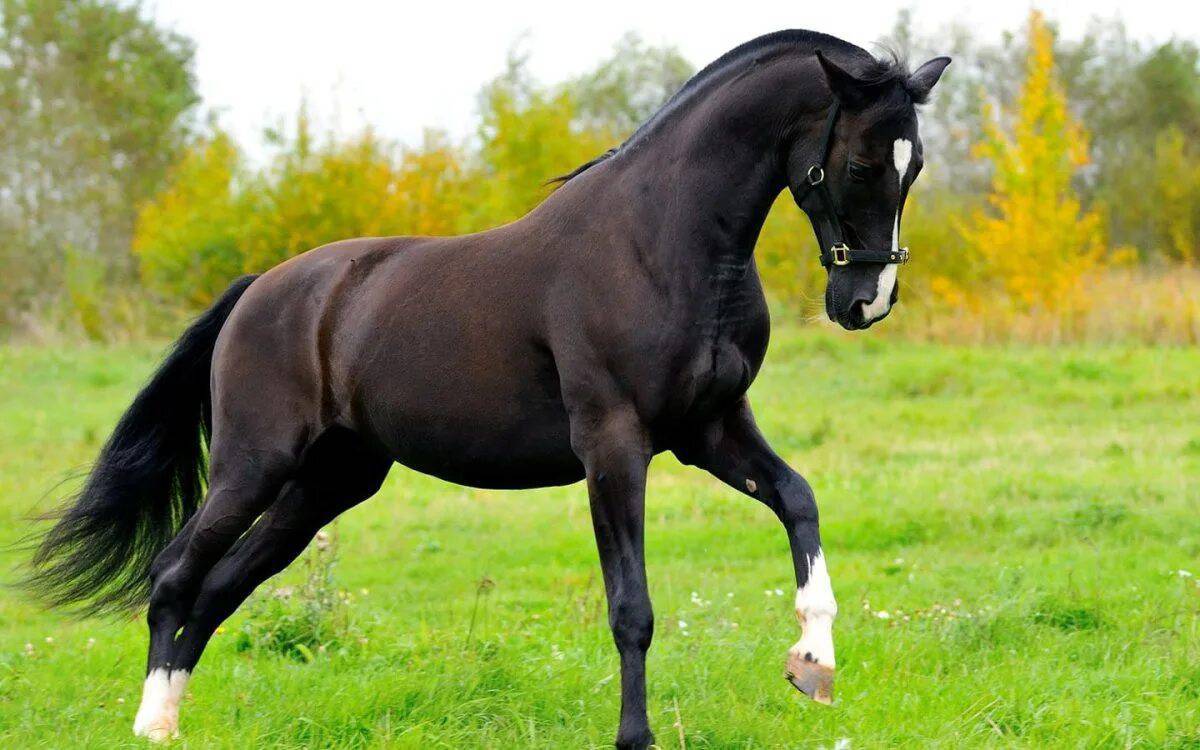 Лошадей красивые #38