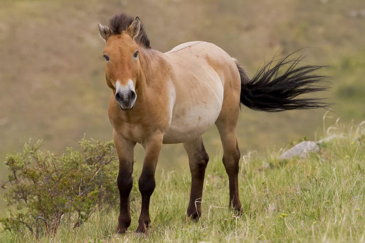 Лошадь пржевальского #1