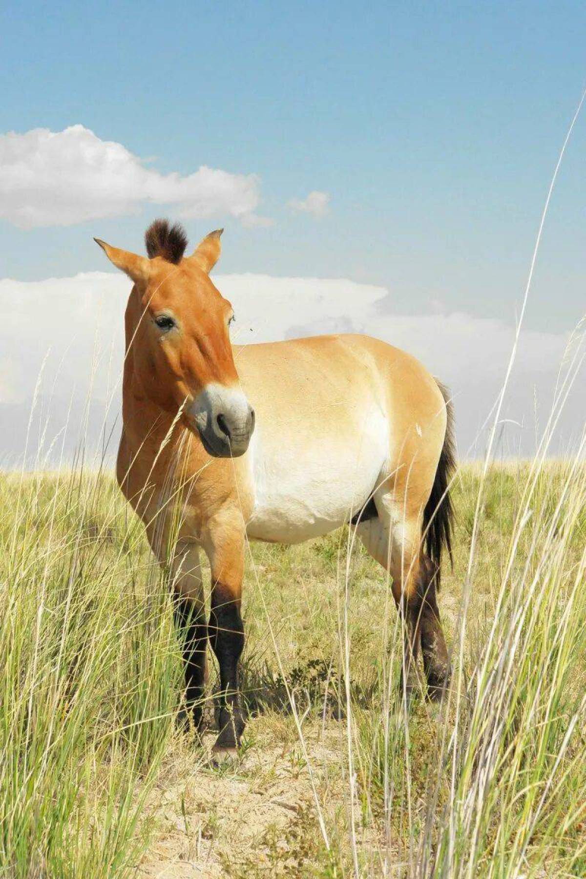 Лошадь пржевальского #6
