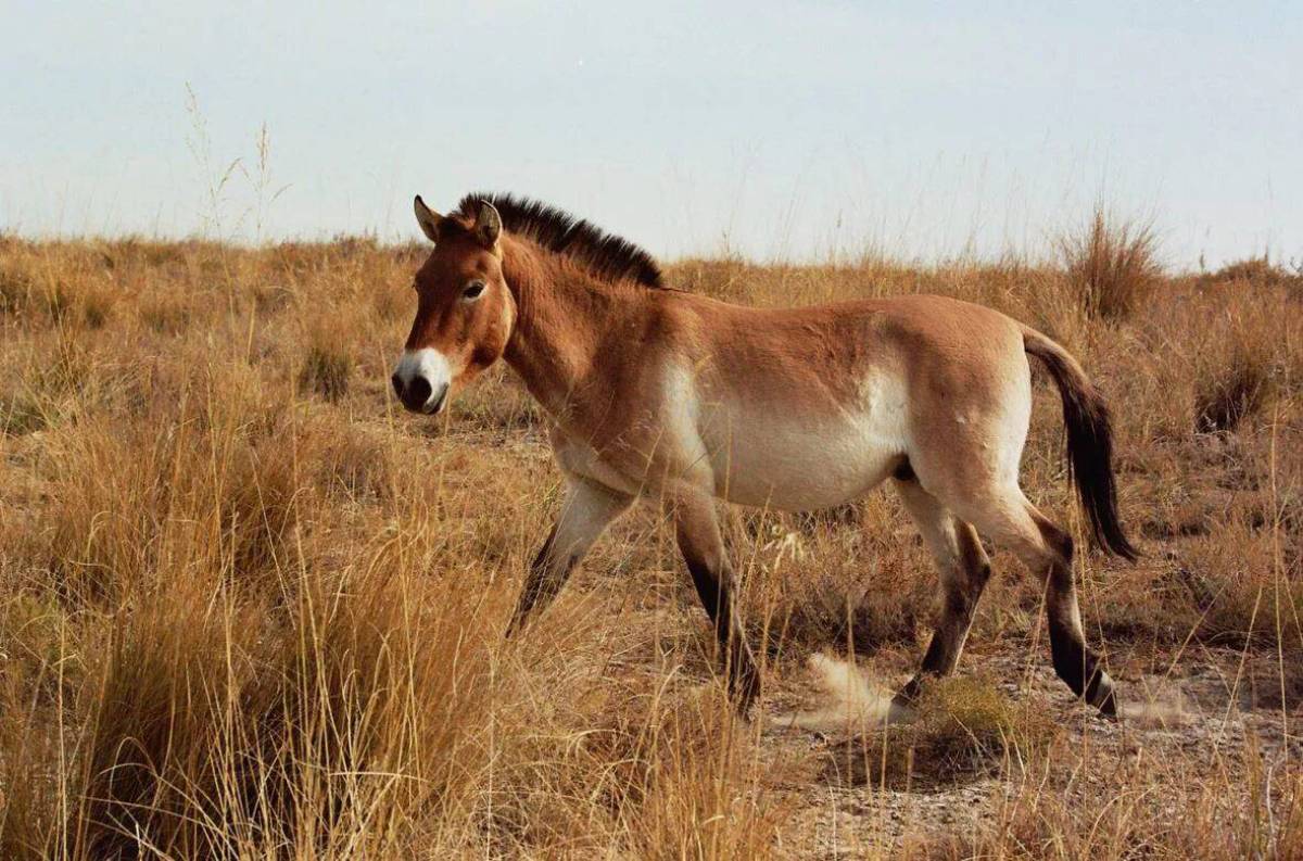 Лошадь пржевальского #9