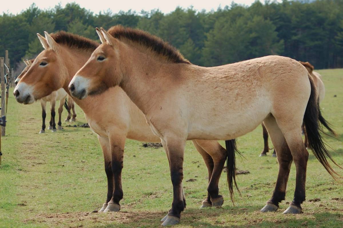 Лошадь пржевальского #10