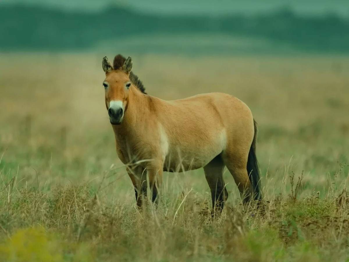 Лошадь пржевальского #16