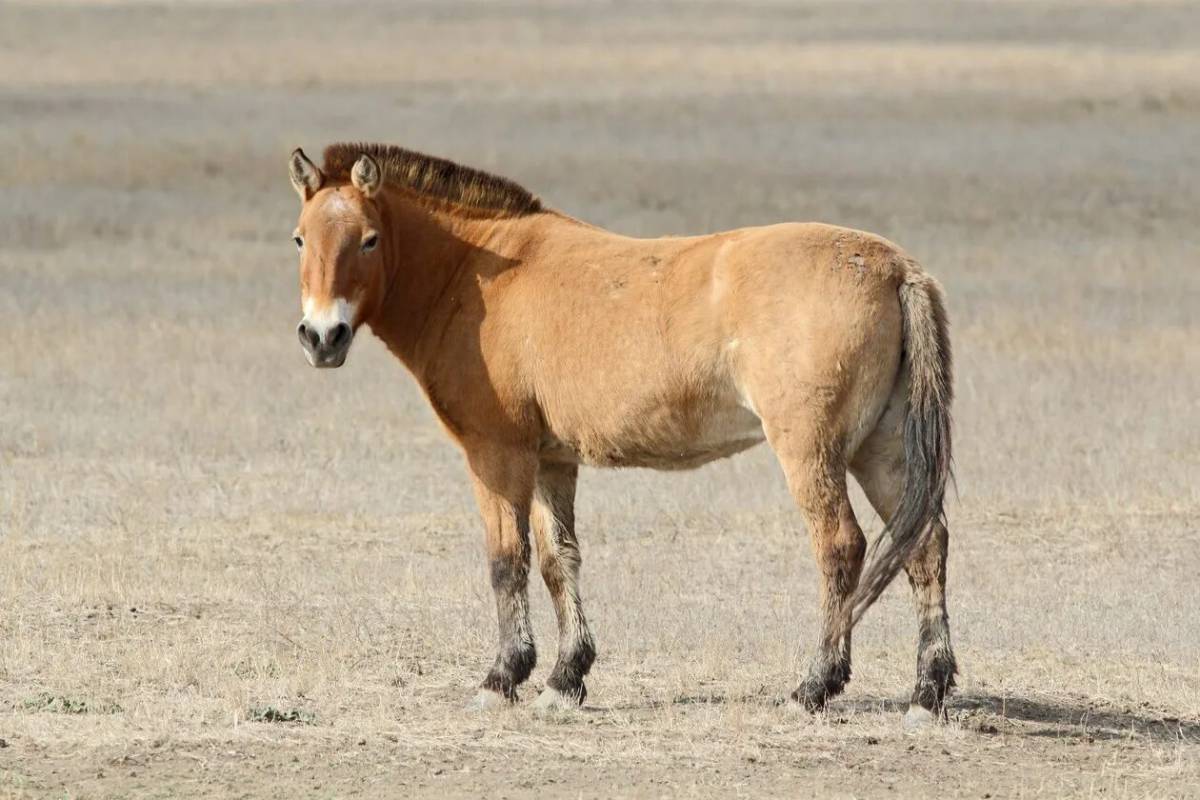 Лошадь пржевальского #24