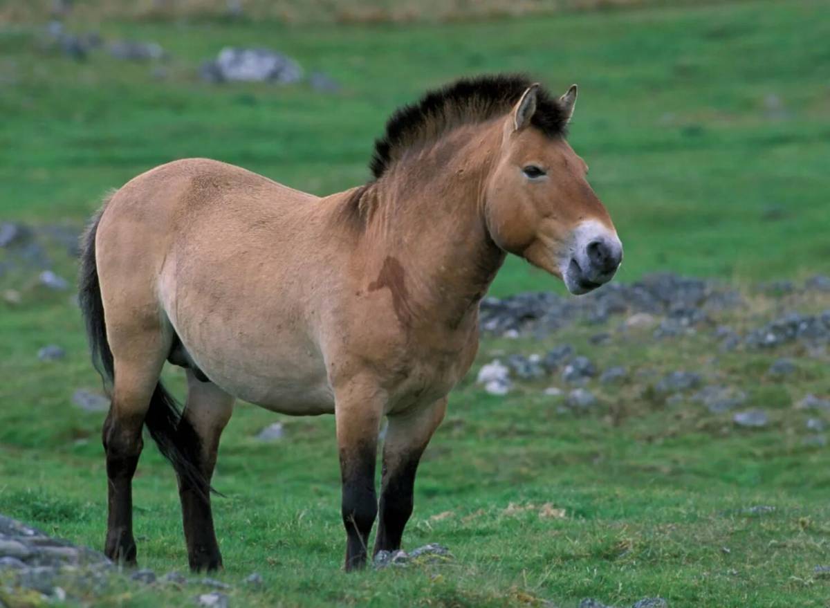 Лошадь пржевальского #34