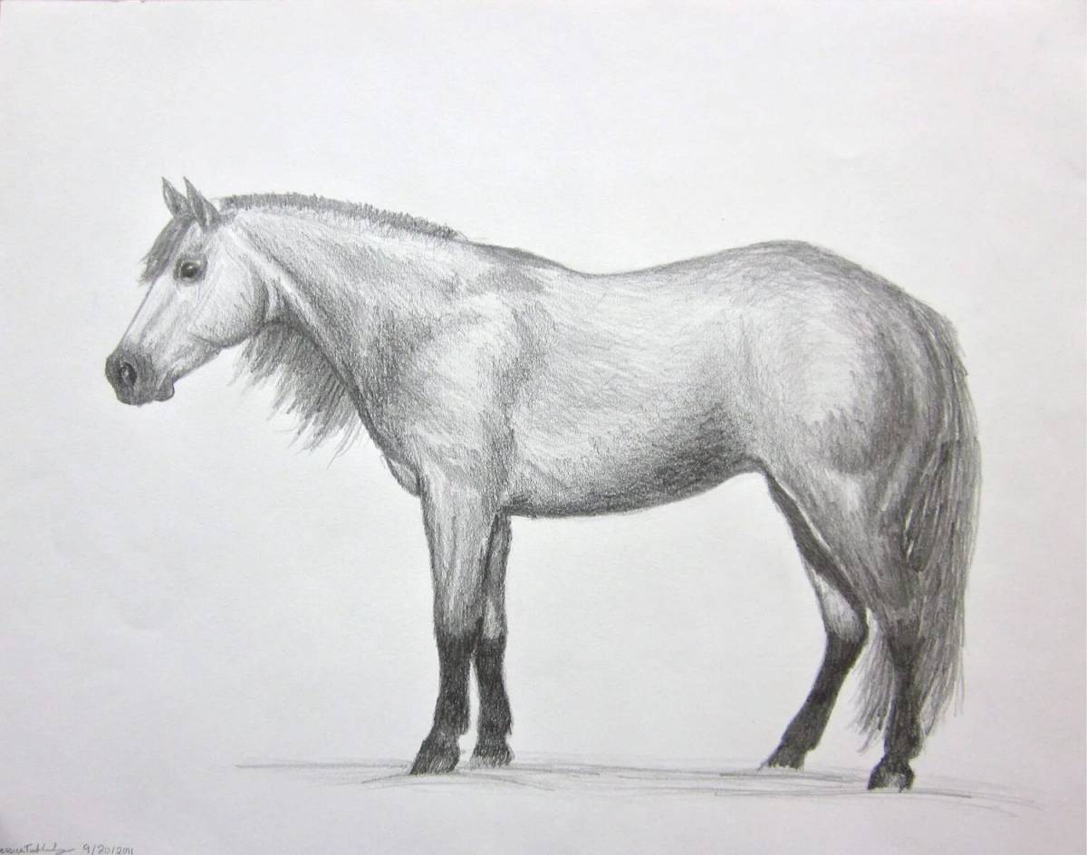Лошадь рисунок #14