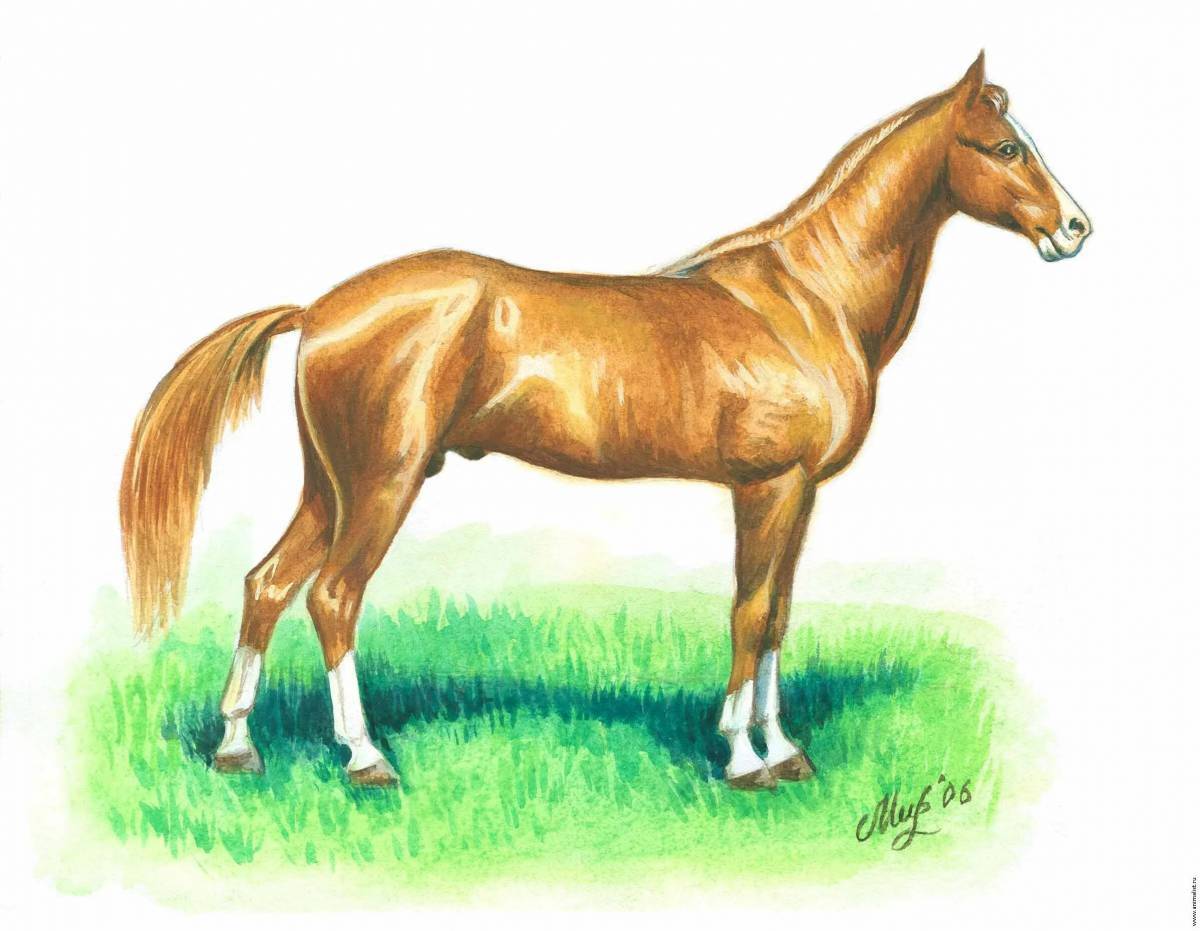 Лошадь рисунок #34