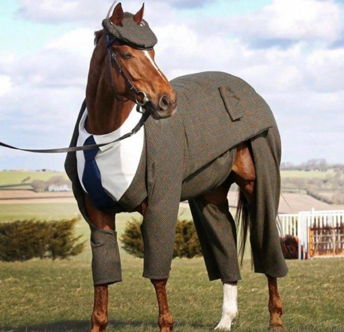 Лошадь с одеждой #16