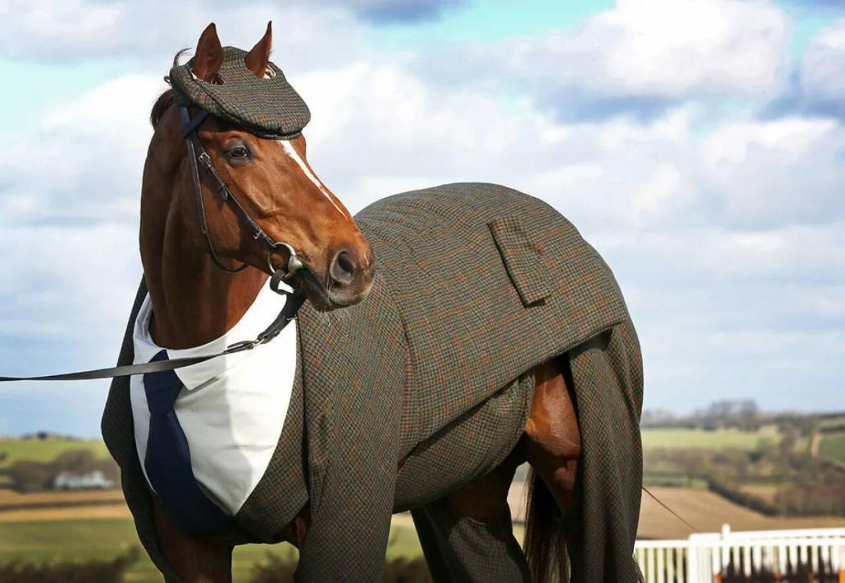 Лошадь с одеждой #17