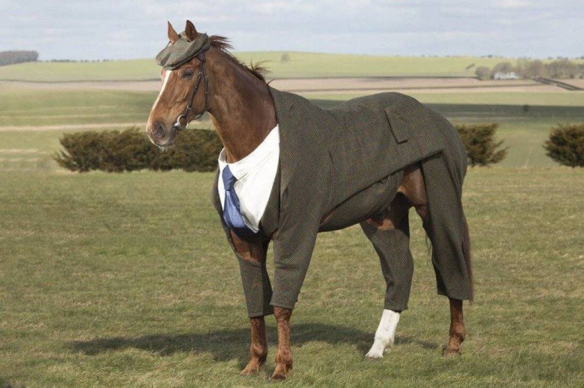 Лошадь с одеждой #19