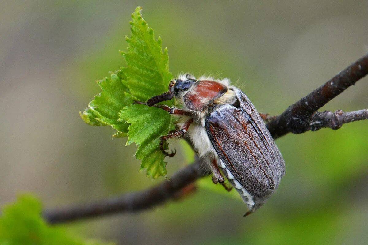 Фотография майского жука. Майский Жук хрущ. Майский Жук (хрущ Майский). Королевский Майский Жук. Картинки майского жука хруща.