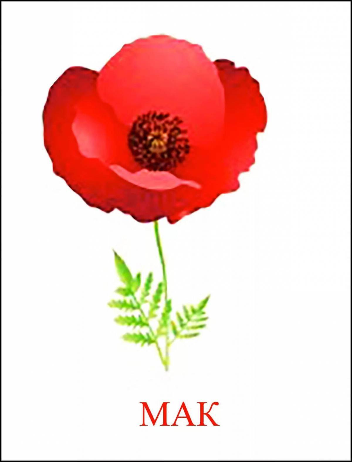 Карточки домана цветы. Мак снотворный красный. Карточки с изображением цветов мак -маки. Садовые красные маки. Мак самосейка ширли махровая.
