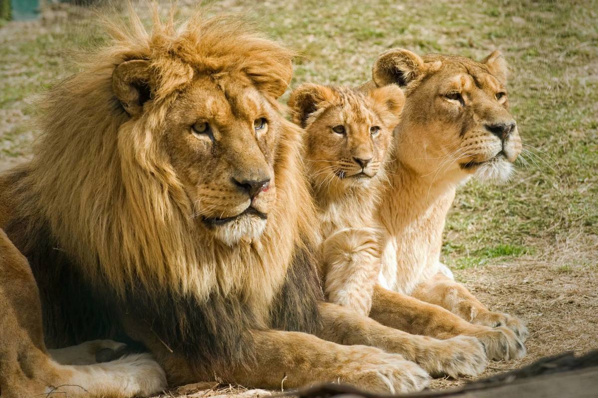 Львы живут семьей. Семейство Львов Прайд. Прайд это львиная семья. Лев львица и Львенок. Прайд Львов семья.