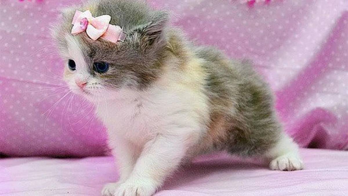 Prekrasnoe dalyoko кошечка. Красивые котята. Милые кошечки. Котенок с бантиком.