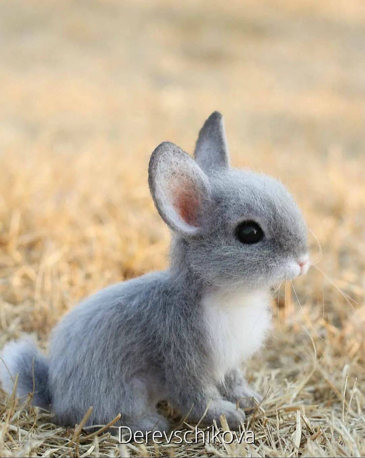 Зайку кролика. Маленькие Зайчата. Заяц с зайчонком. Детеныш зайца. Маленьких зайчиков.