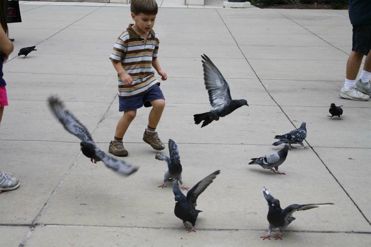 Кошка среди голубей ханкай. Мальчик с голубем. Дети голубей. Дети гоняют птиц. Голубей гонять.