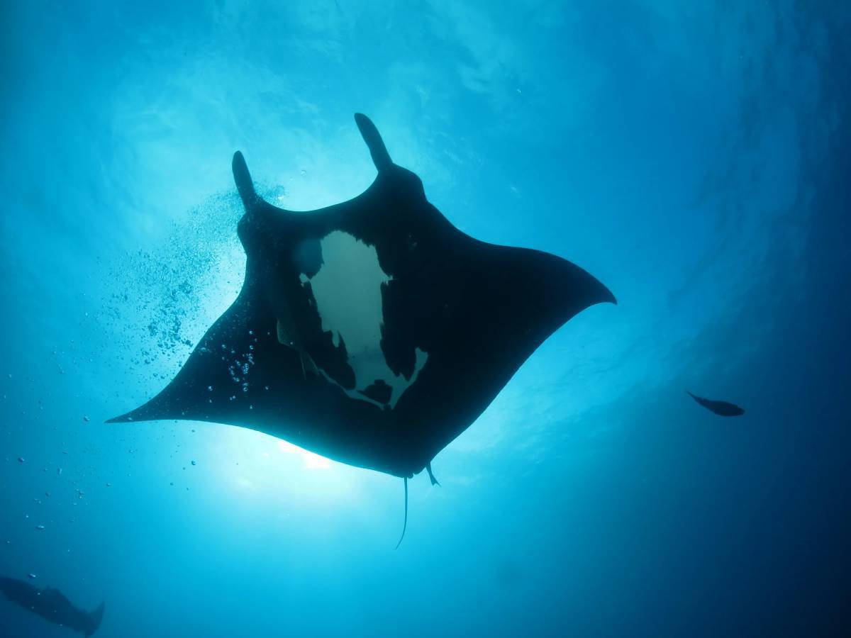 Обычная манта. Giant Oceanic Manta ray. Manta birostris. Манта 2 под. Скат Манта.